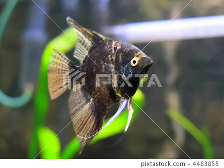 Aquarium Fish-  Black Scalare 4483855