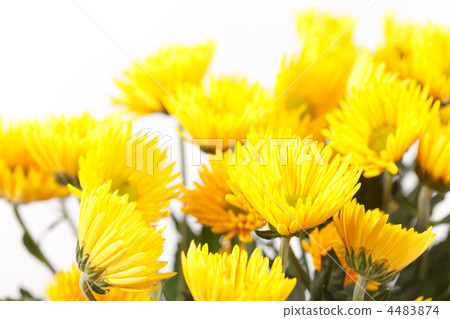 Chrysanthemum Flowers 4483874