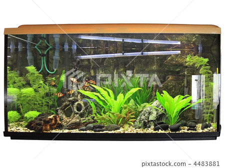 Beautiful aquarium. Isolated 4483881