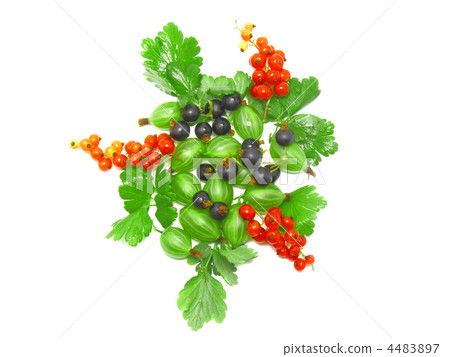 Berry mix-red , black currant, with leaf.Isolated. Berry mix-red , black currant, with leaf.Isolated. 4483897