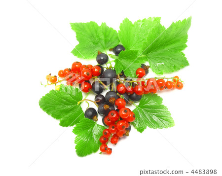 Berry mix-red , black currant, with leaf.Isolated. 4483898