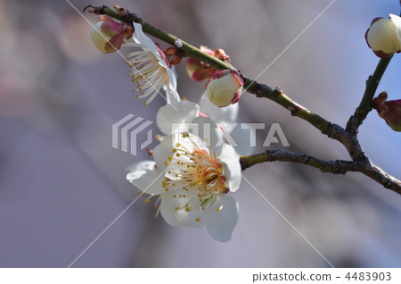 白梅花 花的近距離鏡頭 景深 4483903