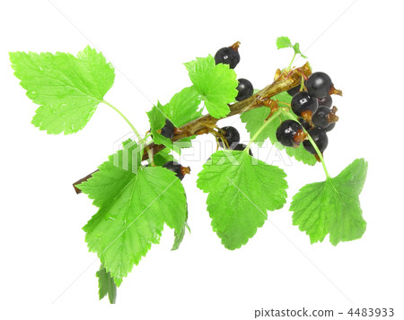 Black currant on branch with green leaf. 4483933