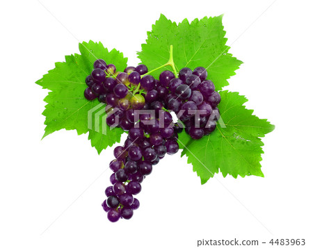 Branch of black grapes . Isolated 4483963