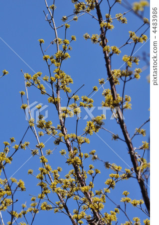 japanese cornel, japanese cornelian cherry, spring baikal skullcap 4483986