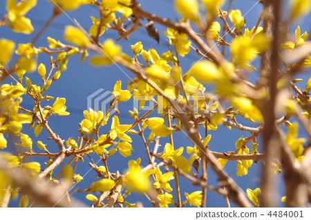 weeping forsythia, yellow flower, bloom 4484001