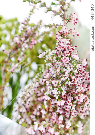 heather flowers heather flowers 4484340