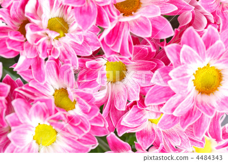 Chrysanthemum Flowers Chrysanthemum Flowers 4484343