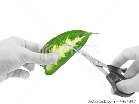 Ecology -green leaf in glass of water. 4484347