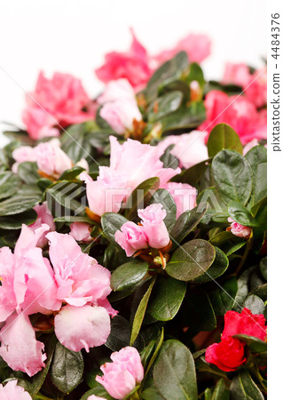 Blossoming plant of azalea 4484376