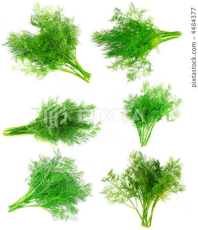 Collage  Bunch of dill on white . Isolated 4484377