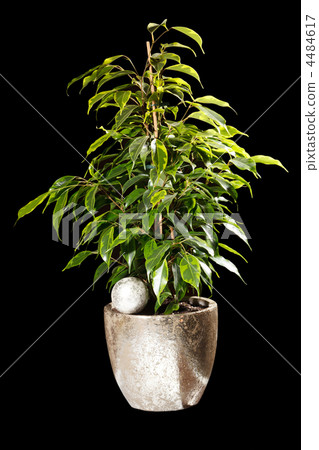 ficus in the pot 4484617