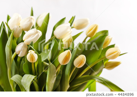 beautiful tulips 4484896