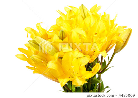 Beautiful lilies 4485009