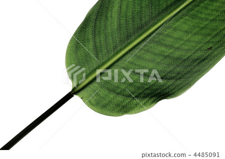 室內盆栽 觀葉植物 葉 4485091