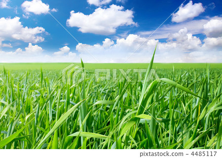 Green grass, the blue sky and white clouds Green grass, the blue sky and white clouds 4485117