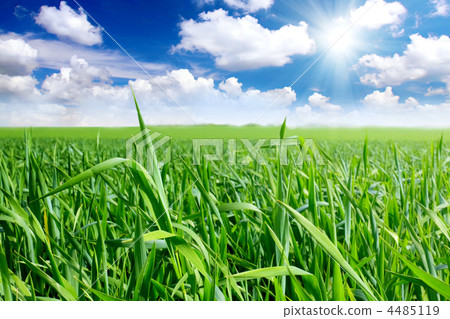 Green grass, the blue sky and white clouds 4485119