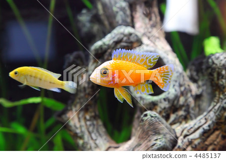 Aquarium Fish dwarf Cichlid-Aulonocara. Aquarium Fish dwarf Cichlid-Aulonocara. 4485137