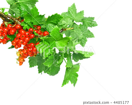 Red currant on branch with foliage. Isolated 4485177