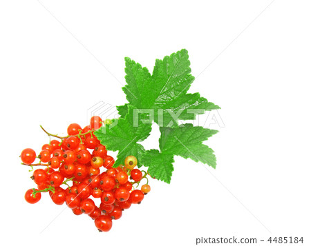 Red currant with leaf on white. Isolated. 4485184