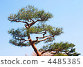 Pine tree 4485385