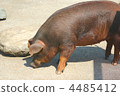 Black pig 4485412