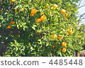 Mandarin orange 4485448