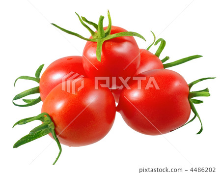 Lush tomatoes . Isolated 4486202