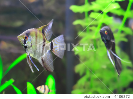 Aquarium Fish-  Black and white  Scalare 4486272