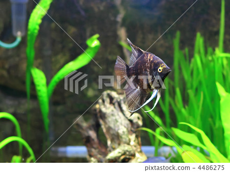 Aquarium Fish-  Black Scalare 4486275