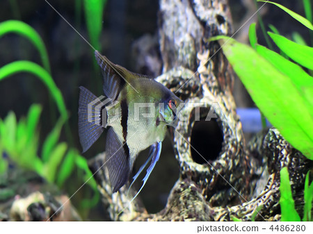 Aquarium Fish- white Scalare Aquarium Fish- white Scalare 4486280