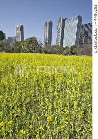 Tokyo Hamarikyu Garden Nanohana Tokyo Hamarikyu Garden Nanohana 4486282