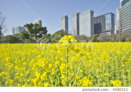 Tokyo Hamarikyu Garden Nanohana 4486321