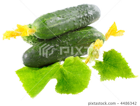 Fresh cucumbers with yellow blossom cluster. Fresh cucumbers with yellow blossom cluster. 4486342