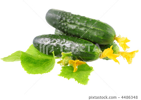 Fresh cucumbers with yellow blossom cluster. Fresh cucumbers with yellow blossom cluster. 4486348