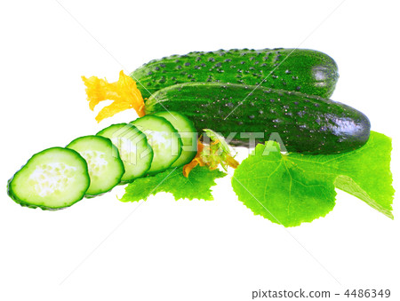 Cutting cucumbers with yellow blossom cluster. Cutting cucumbers with yellow blossom cluster. 4486349