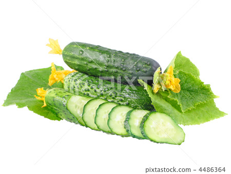 Cutting cucumbers with yellow blossom cluster. Cutting cucumbers with yellow blossom cluster. 4486364