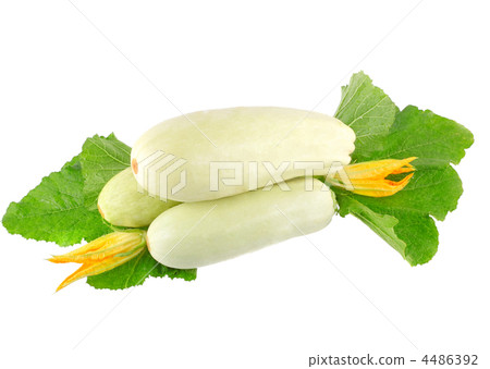 White vegetable marrow on white background. 4486392