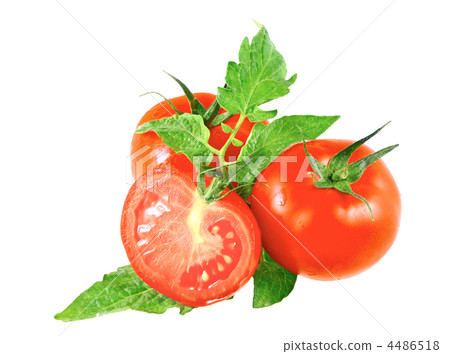 Lush tomatos with green leafs. Isolated 4486518
