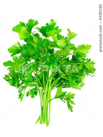 Fresh parsley on white background. Isolated Fresh parsley on white background. Isolated 4486586
