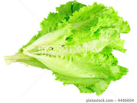 Leaf of lettuce on white background. Isolated 4486604