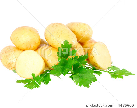 Young potatoes, decorating of parsley . Isolated 4486669