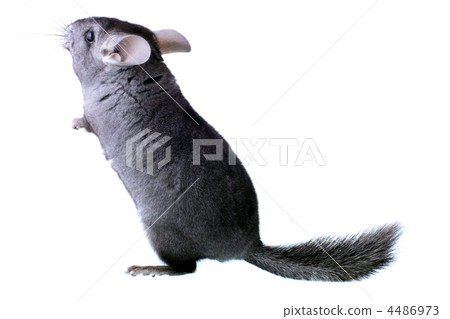 Gray ebonite chinchilla on white background. Gray ebonite chinchilla on white background. 4486973