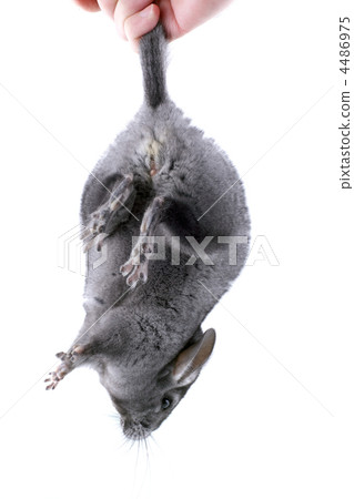 Gray ebonite chinchilla on white background. 4486975
