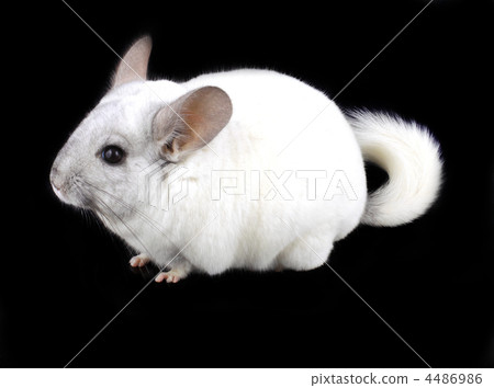 White ebonite chinchilla on black 4486986