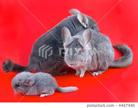 Couple Violet ebonite chinchilla . Couple Violet ebonite chinchilla . 4487486