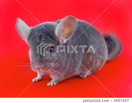 Violet ebonite chinchilla . Violet ebonite chinchilla . 4487487