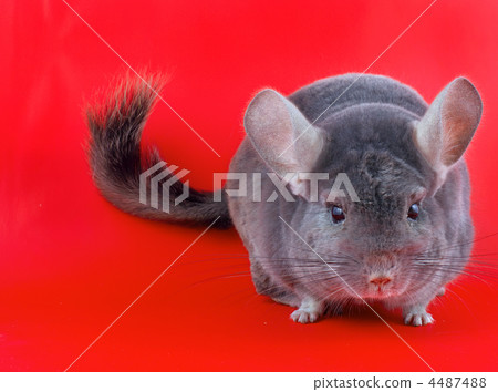 Violet ebonite chinchilla . Violet ebonite chinchilla . 4487488