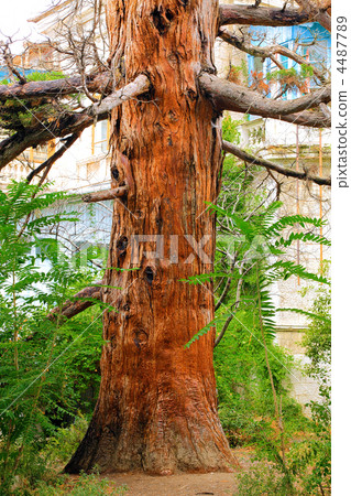 Alone old tree of Pine. Alone old tree of Pine. 4487789