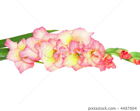 Pink gladiolus . Isolated on white. 4487804